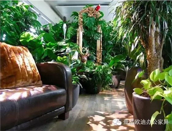為什么辦公室里一定要養(yǎng)植物？-壹品歐迪辦公家具